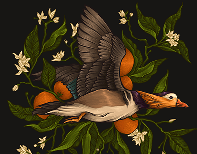 A triptych of illustrations of mandarin ducks