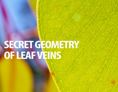 Secret Geometry of Leaf Veins