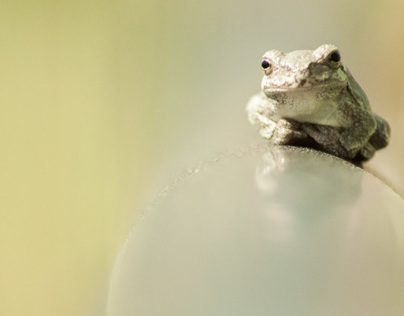 Froggy Spotlight