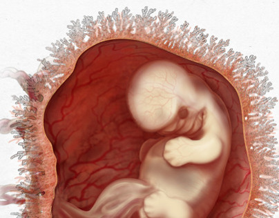 46 Day Human Embryo