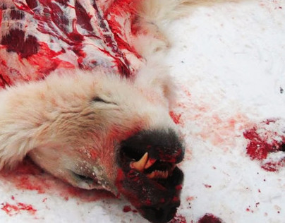 Anti- Fur campaign- Dying for fashion?