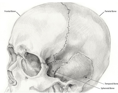Selected Cranial & Facial Bones