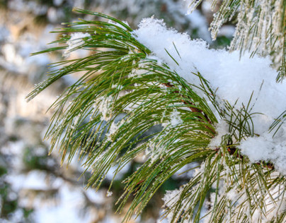 Kronstadt winter