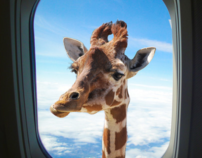 Giraffe head in the air