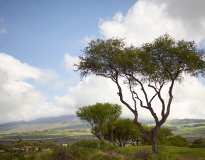Ohi'a Trees, Maui
