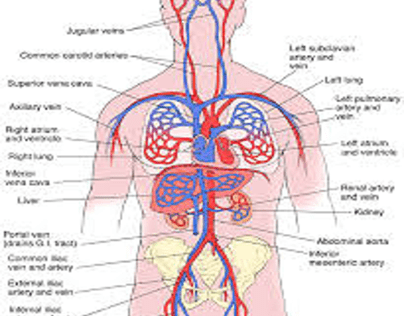 The Circulatory System: