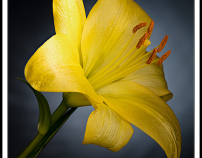 Yellow Lily 1