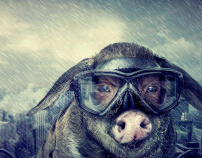 PIG IN THE RAIN