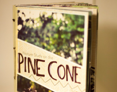 Nature Study on the Pine Cone