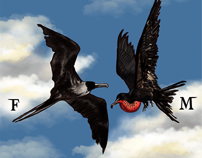 The Magnificent frigatebird - Illustration 2022