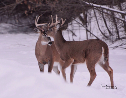 Deer 2014