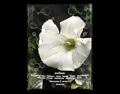 Flower Poster