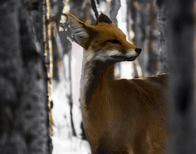 deer+fox