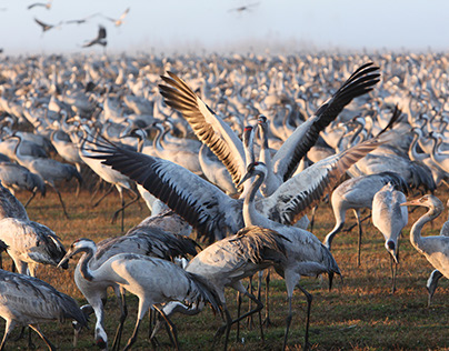 Wintering populations of Cranes in Israel
