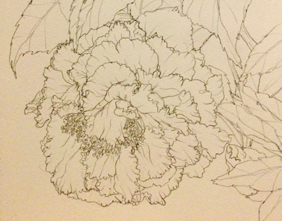 flower sketch Camellia
