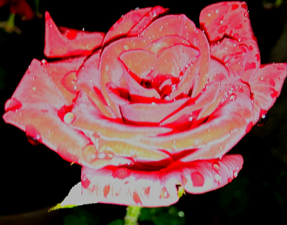 Looks like digitally painted rose