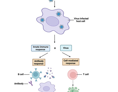 The two main classes of adaptive immune response