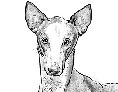 Sighthound Drawings
