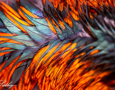 Rooster Feather