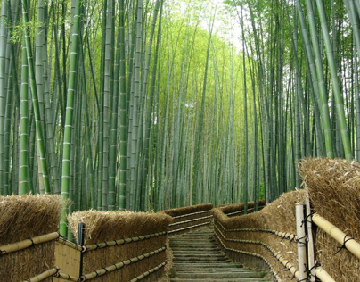 Bamboo theme hotel