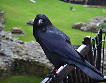 London Raven