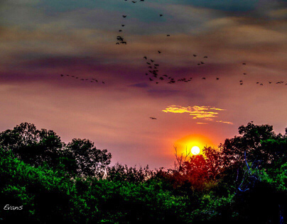 Sunset Zambezi River - Zimbabwe