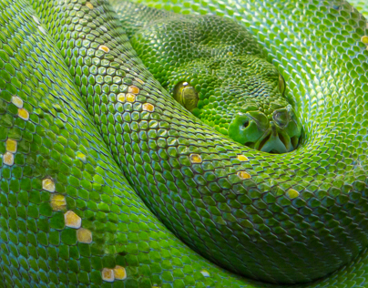 _green tree python