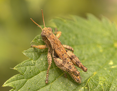 Short-horned Grasshopper