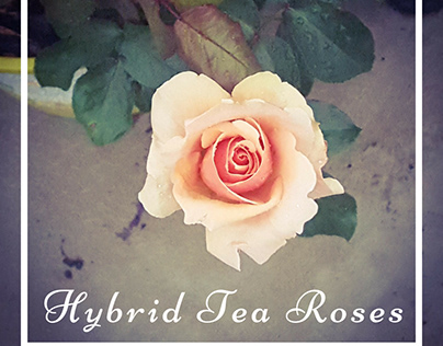 Tea Roses