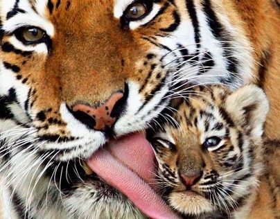Save the wild tigers