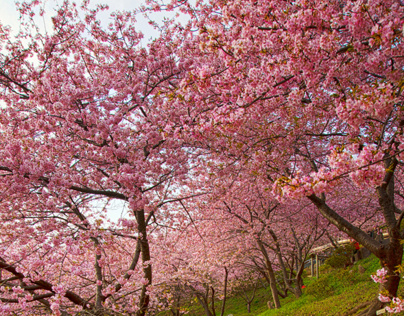 cherry-blossom / 桜