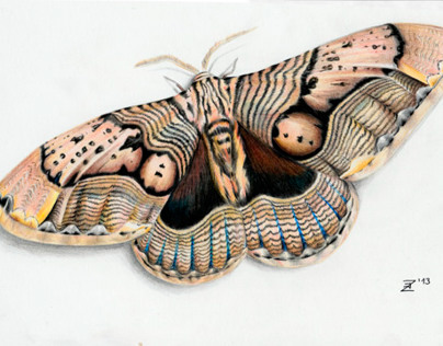 Butterfly (tropic)