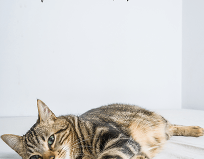 Book Cover Design for Cat Care Checklist