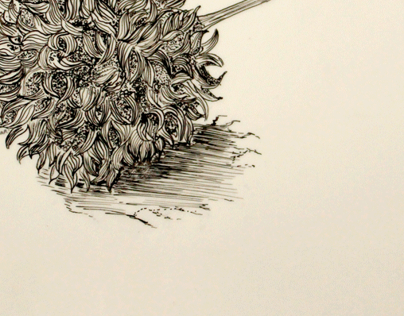 Pen and Ink illustrations