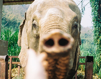 | THAILAND- ELEPHANT CARE | ANALOG |