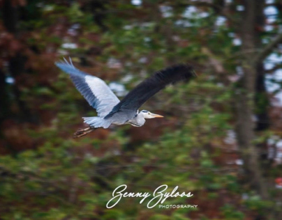 The blue heron