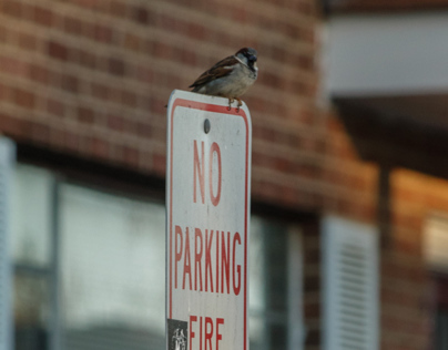 Sparrow on 'No parking'