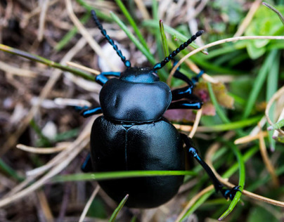 Beetle closeups