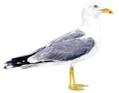 Seabird illustrations in watercolour