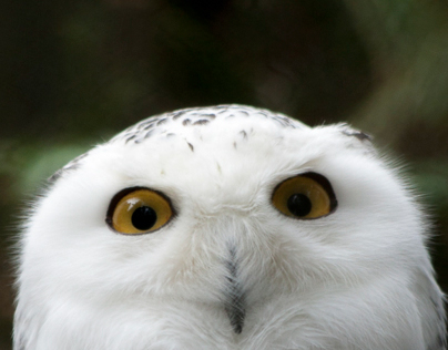 Snowy Owl Attitude