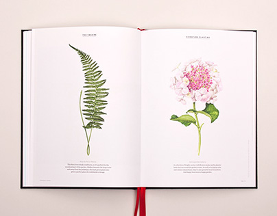 Cutting of Plant Illustrations | Rathbone Square Garden