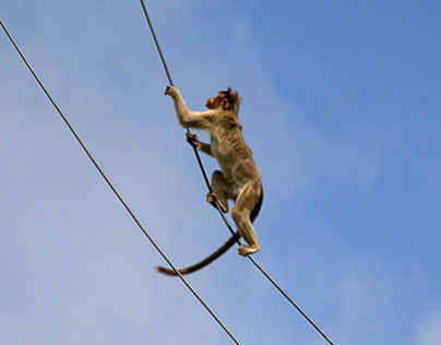monkey swinging on rope
