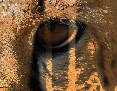 Houston Zoo Cheetah Poster