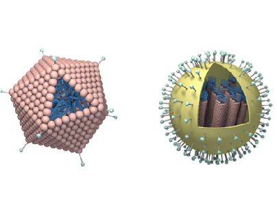 Virus Structures