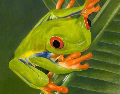 "Red Eyed Tree Frog"