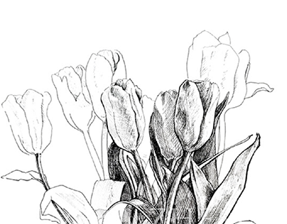 SALE Tulips / Тюльпаны