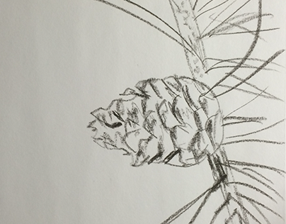 observational drawing- pine cone