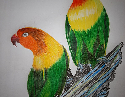 Birds Colour Pencile Drawing