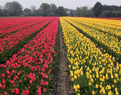 Holland, tulips