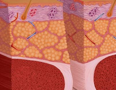 Medical illustration of biological tissues in section